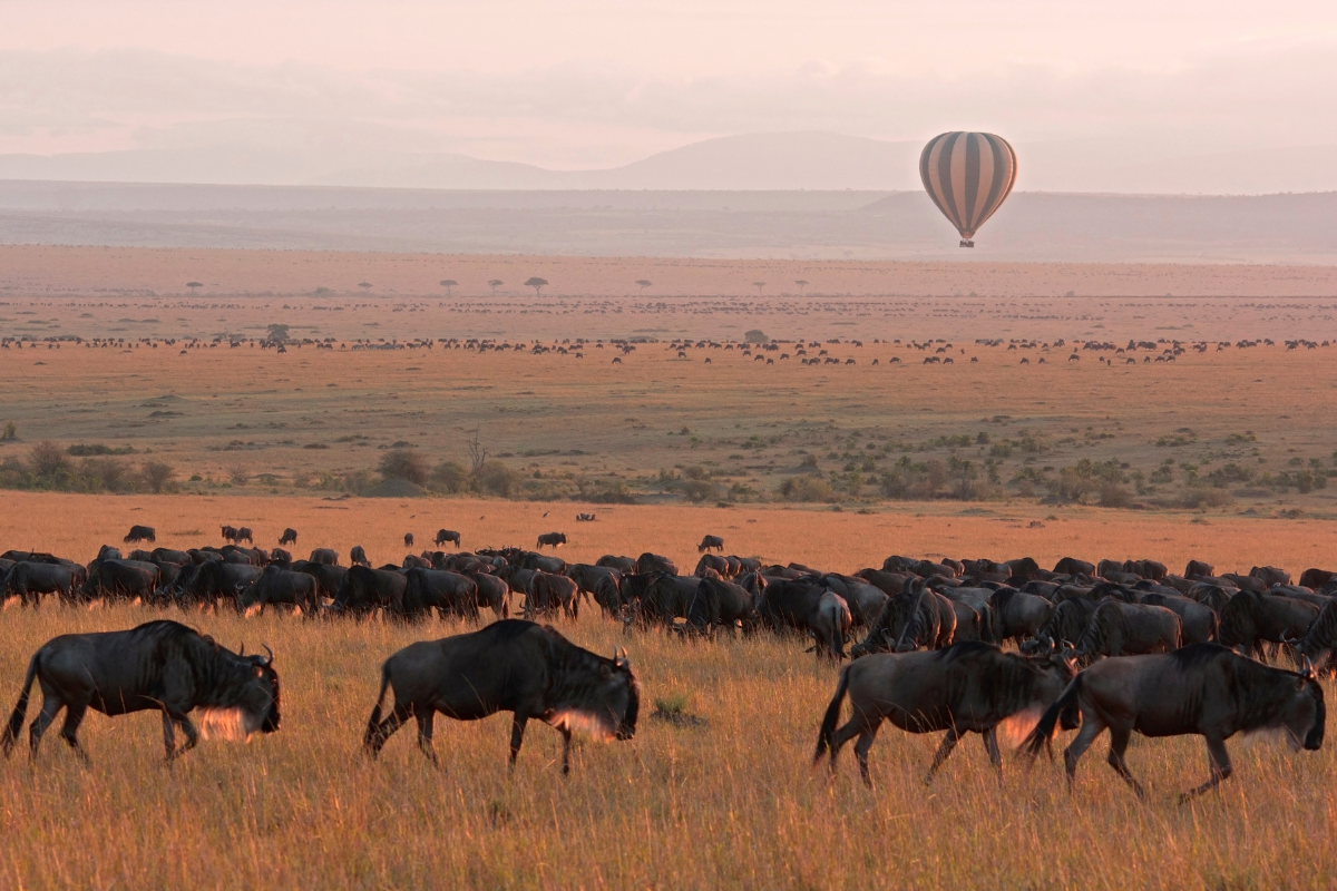 The Big 5 Safari